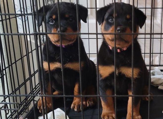 Rottweiler-Welpen zur Adoption