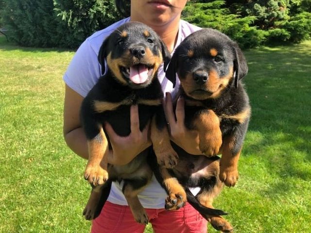 Rottweiler-Welpen zur Adoption