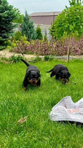 🐾❤️ Wunderschöne Rottweiler-Welpen suchen ein liebevolles Zuhause
