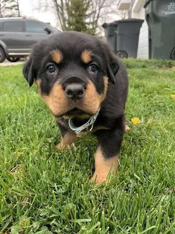 🐾❤️ Wunderschöne Rottweiler-Welpen suchen ein liebevolles Zuhause