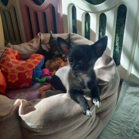 CHIHUAHUA Welpen ( VDH/FCI Papiere)