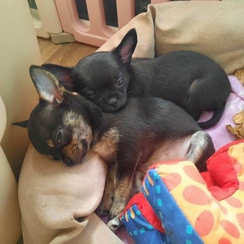 Chihuahua Welpen mit FCI Papiere