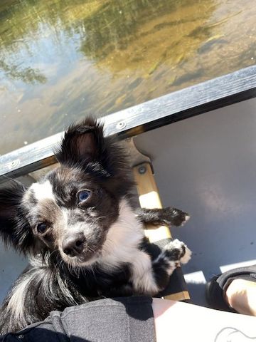 Chihuahua Welpen mit FCI Papiere