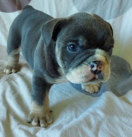 Englische Bulldoggen-Welpen