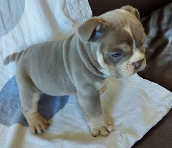 Englische Bulldoggen-Welpen