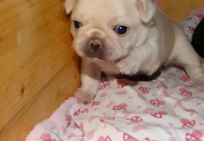 Reinrassige Kitz-Mops-Welpen jetzt fertig