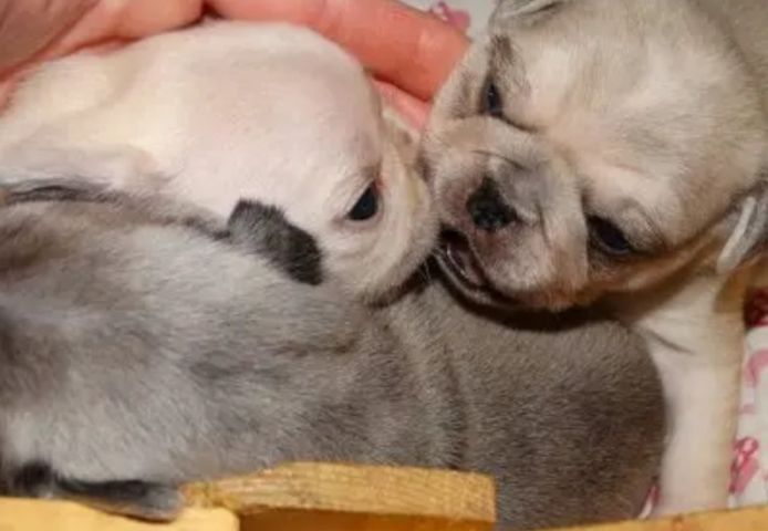 Reinrassige Kitz-Mops-Welpen jetzt fertig