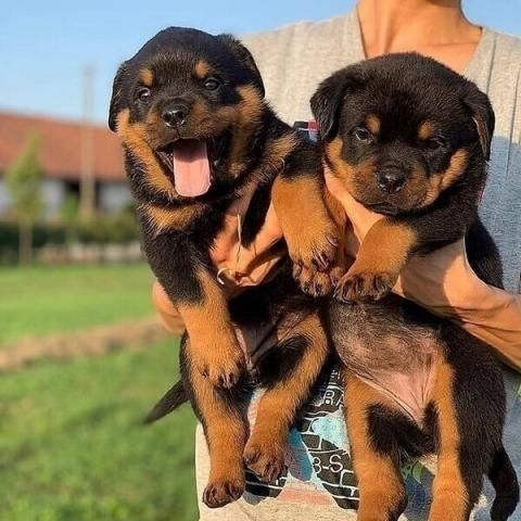 Rottweiler-Welpen von erstklassiger Qualität