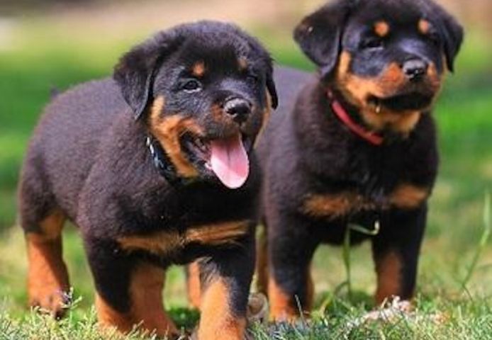 Rottweiler-Welpen von erstklassiger Qualität