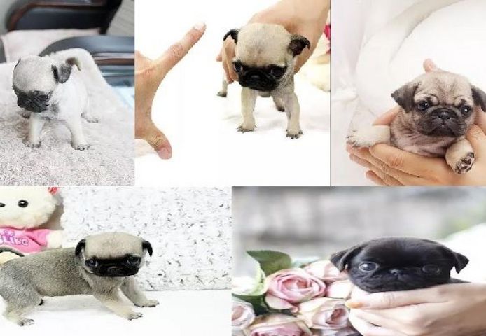 Mops Welpen von erstklassiger Qualität