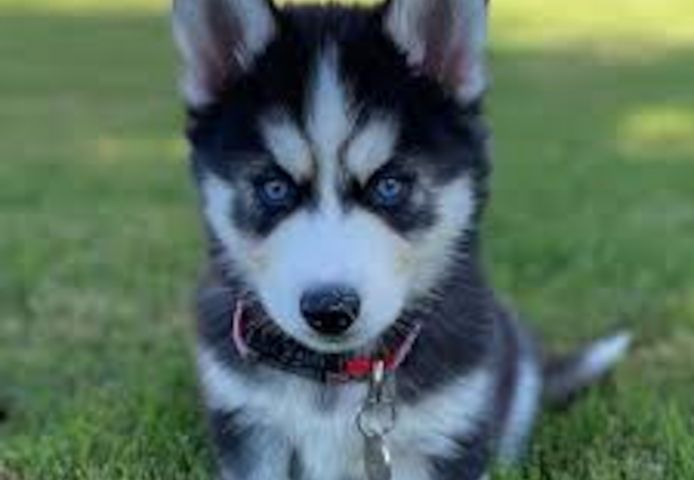 Sibirischer Husky Welpen von erstklassiger Qualität