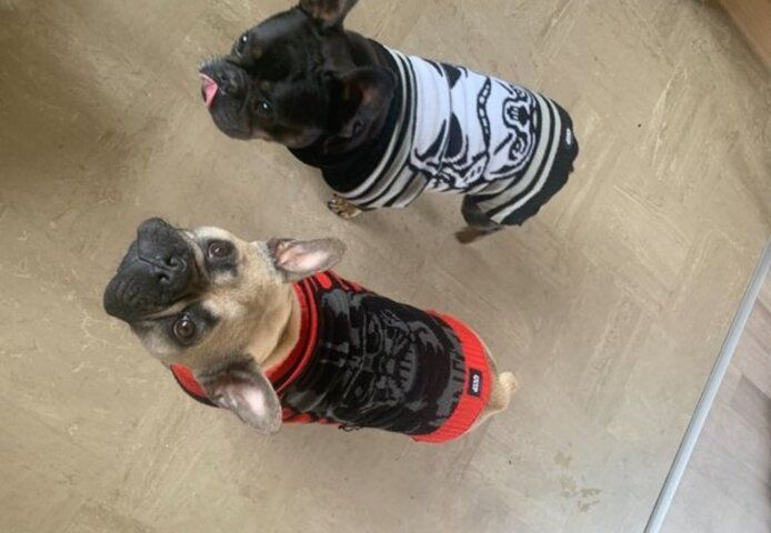 Französische Bulldoggen