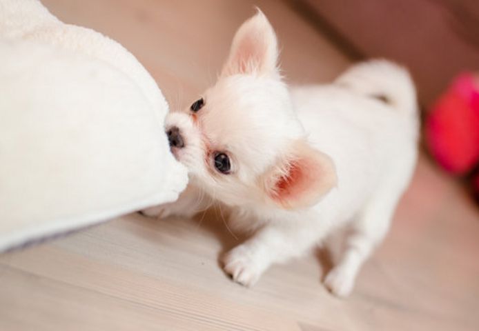 Süße Chihuahua welpen in liebevolle Hände abzugeben