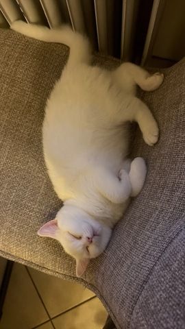 Süßer BKH/BLH mix Kater