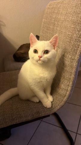 Süßer BKH/BLH mix Kater