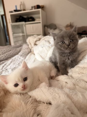Süße Perser mix Kitten
