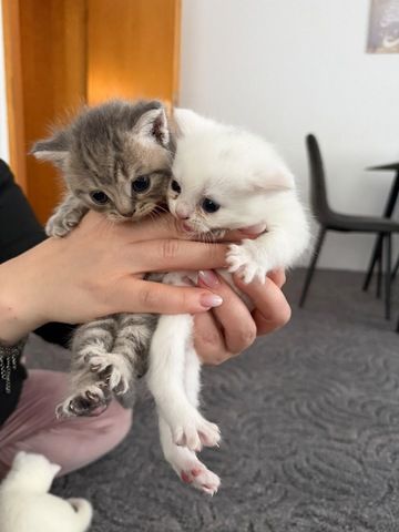Bkh kitten