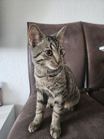 BKH-Bengal-Mix Kater, verschmust und neugierig, mit Leine