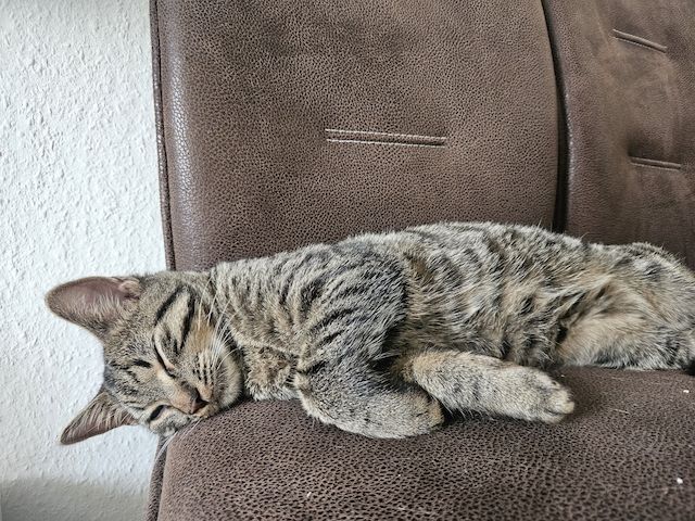 BKH-Bengal-Mix Kater, verschmust und neugierig, mit Leine