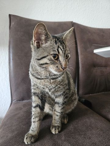 BKH-Bengal-Mix Kater, verschmust und neugierig, mit Leine