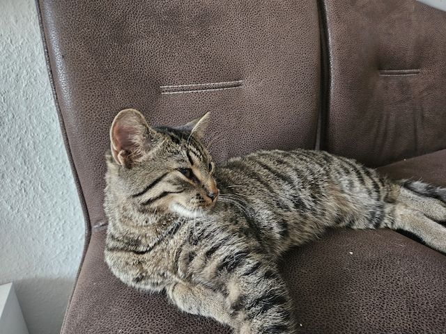 BKH-Bengal-Mix Kater, verschmust und neugierig, mit Leine