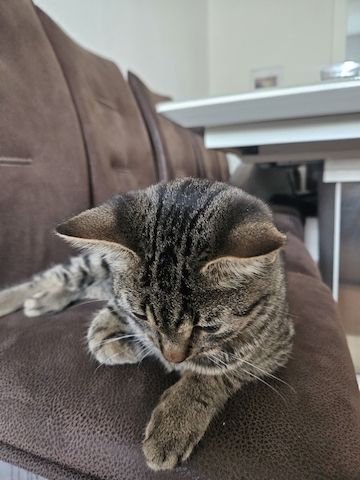 BKH-Bengal-Mix Kater, verschmust und neugierig, mit Leine