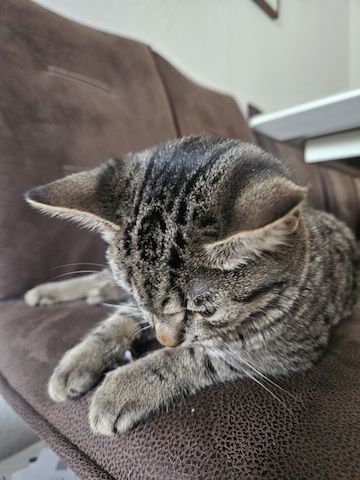BKH-Bengal-Mix Kater, verschmust und neugierig, mit Leine