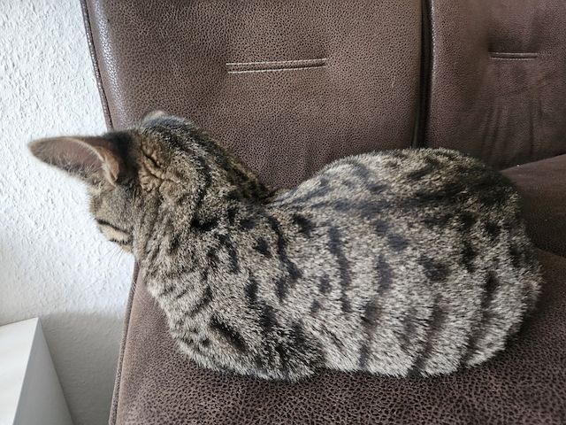 BKH-Bengal-Mix Kater, verschmust und neugierig, mit Leine
