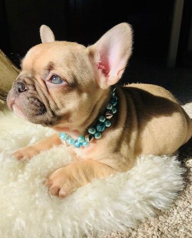 Gut erzogene Französische Bulldoggen-Welpen