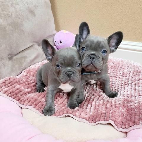 Gut erzogene Französische Bulldoggen-Welpen