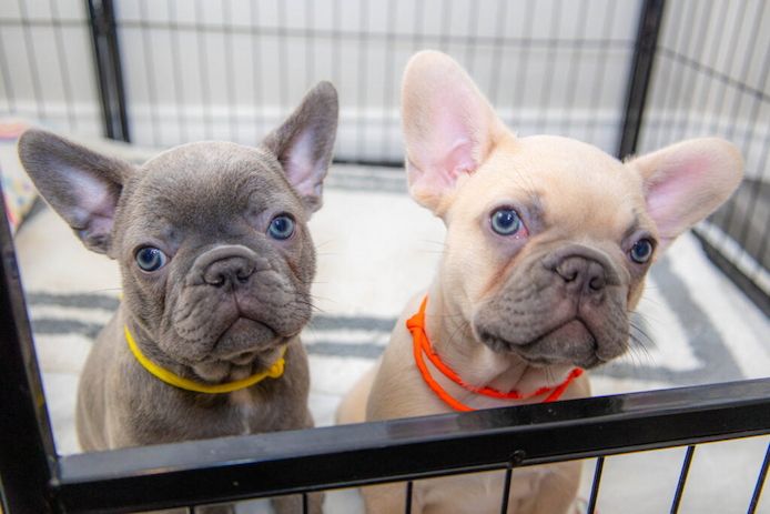 Gut erzogene Französische Bulldoggen-Welpen