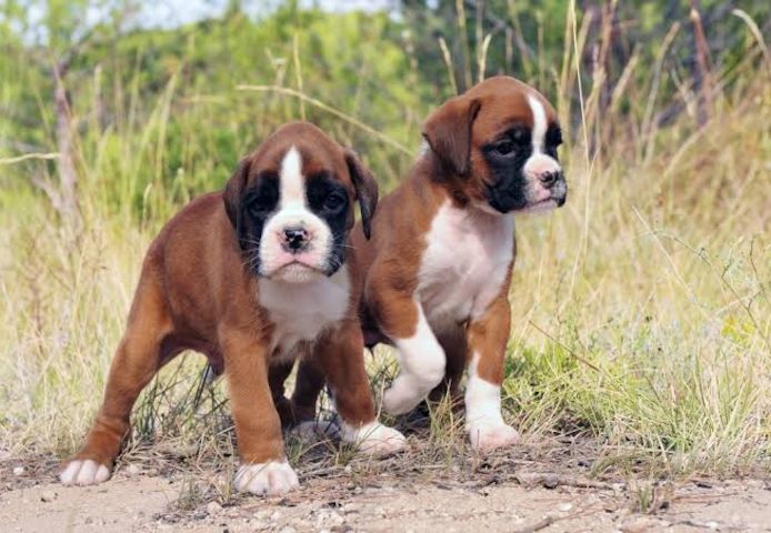 Zwei freundliche Boxer-Welpen abzugeben
