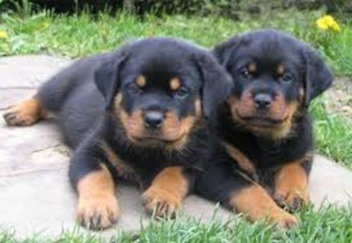 Gesunde Rottweiler-Welpen (männlich und weiblich)