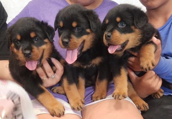 Gesunde Rottweiler-Welpen (männlich und weiblich)
