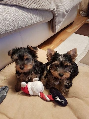 Zugelassene Yorkshire-Terrier-Welpen suchen ein neues Zuhause