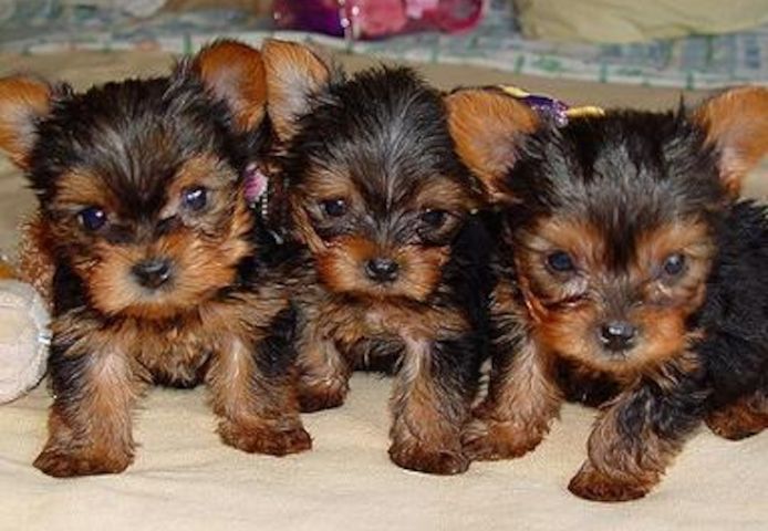 Zugelassene Yorkshire-Terrier-Welpen suchen ein neues Zuhause