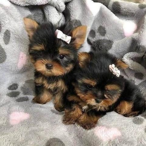 Zugelassene Yorkshire-Terrier-Welpen suchen ein neues Zuhause