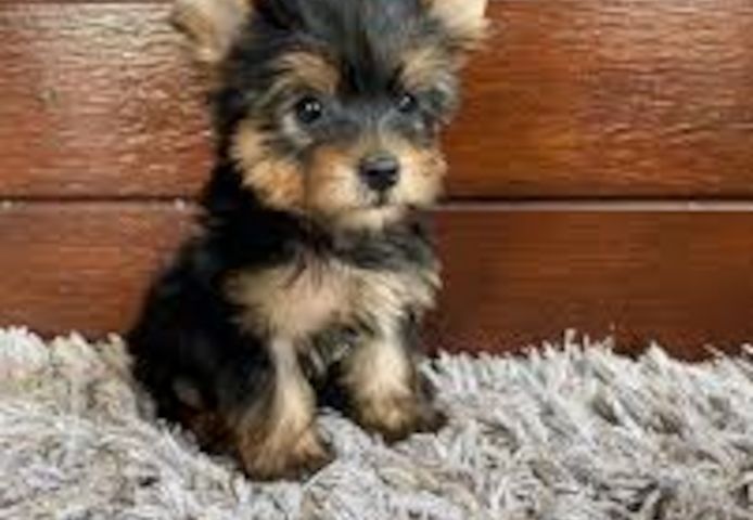 Zugelassene Yorkshire-Terrier-Welpen suchen ein neues Zuhause