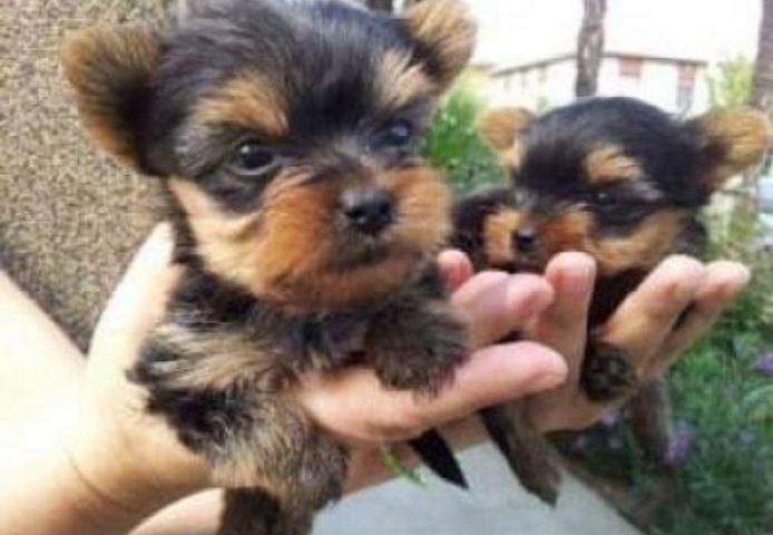 Zugelassene Yorkshire-Terrier-Welpen suchen ein neues Zuhause