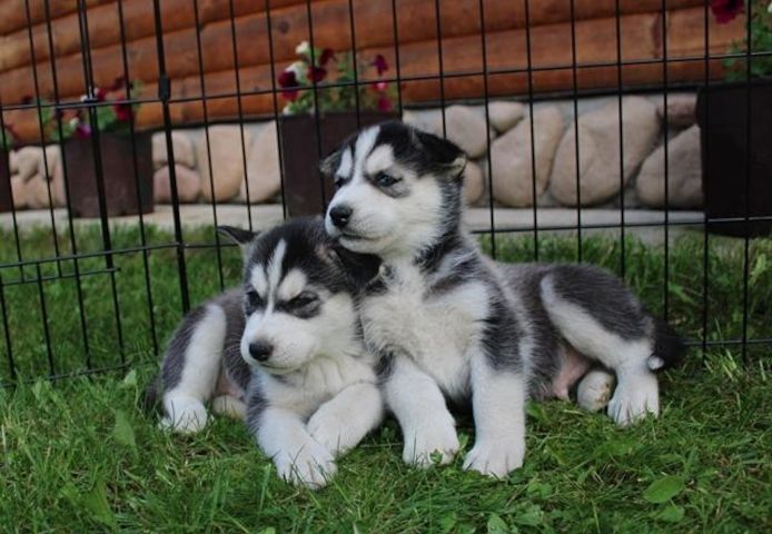 AKC-registrierte Siberian-Husky-Welpen
