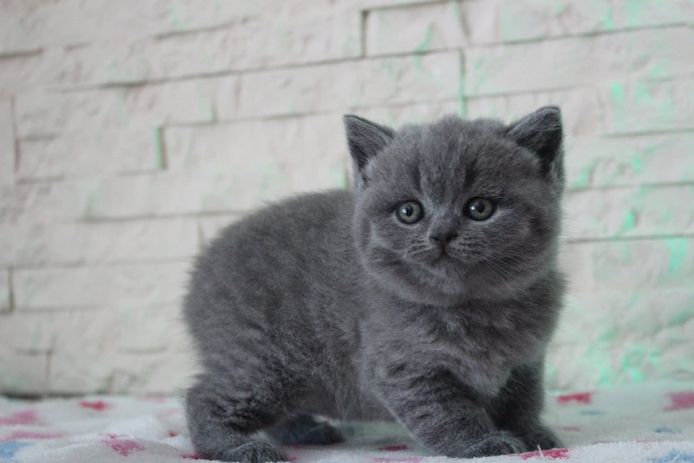 Scottish-Fold-Kätzchen abzugeben