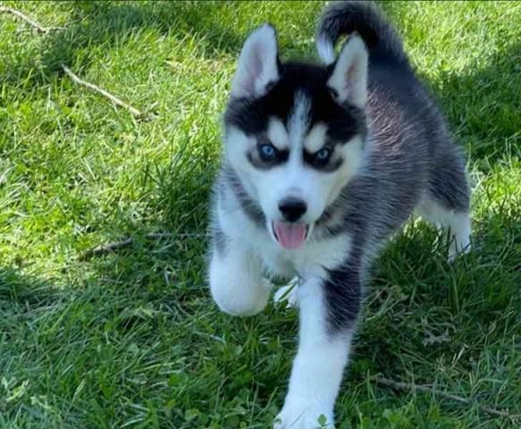 AKC-registrierte Siberian-Husky-Welpen