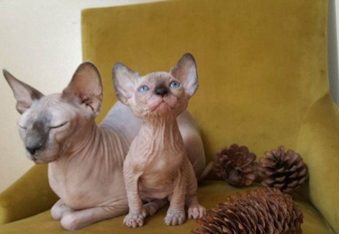 Schöne Sphynx-Kätzchen (männlich und weiblich) abzugeben.