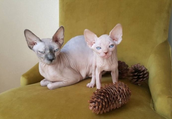 Schöne Sphynx-Kätzchen (männlich und weiblich) abzugeben.