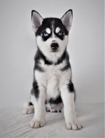 AKC-registrierte Siberian-Husky-Welpen