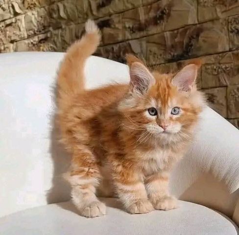 Verfügbare Maine-Coon-Kätzchen