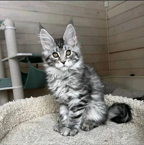 Verfügbare Maine-Coon-Kätzchen