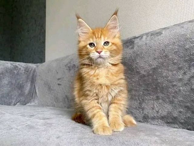 Verfügbare Maine-Coon-Kätzchen