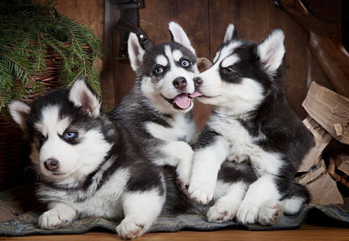 AKC-registrierte Siberian-Husky-Welpen