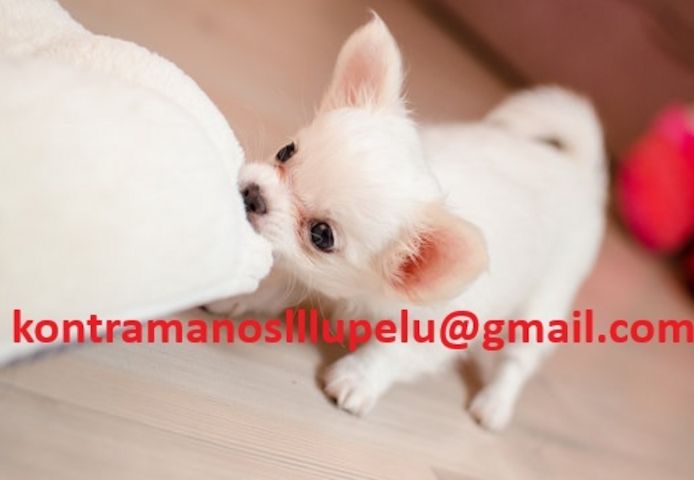 Wunderschöne Chihuahua-Welpen suchen ein neues Zuhause